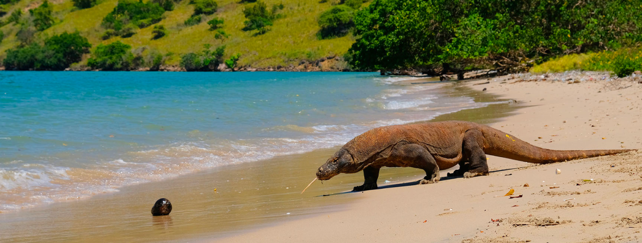 Komodo Island Tour Komodo Island Tour